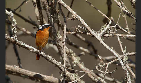 Diademrotschwanz (Phoenicurus moussieri)