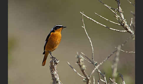 Diademrotschwanz (Phoenicurus moussieri)