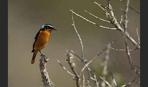 Diademrotschwanz (Phoenicurus moussieri)