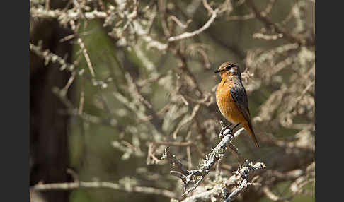 Diademrotschwanz (Phoenicurus moussieri)