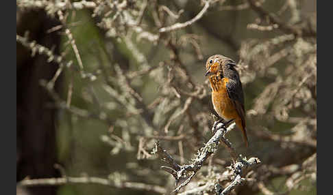 Diademrotschwanz (Phoenicurus moussieri)