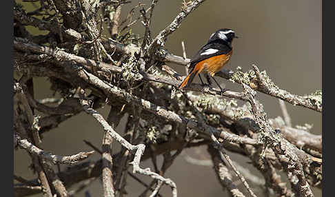 Diademrotschwanz (Phoenicurus moussieri)