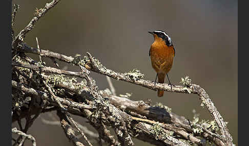 Diademrotschwanz (Phoenicurus moussieri)