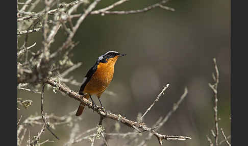 Diademrotschwanz (Phoenicurus moussieri)