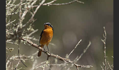 Diademrotschwanz (Phoenicurus moussieri)