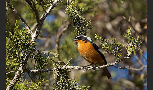 Diademrotschwanz (Phoenicurus moussieri)