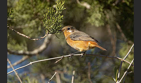 Diademrotschwanz (Phoenicurus moussieri)