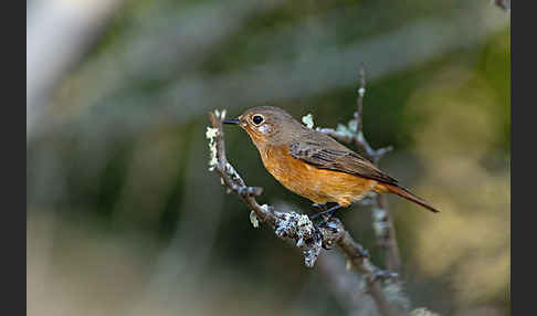 Diademrotschwanz (Phoenicurus moussieri)