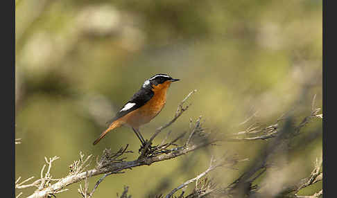 Diademrotschwanz (Phoenicurus moussieri)