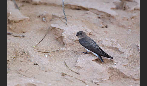 Braunkehluferschwalbe (Riparia paludicola)