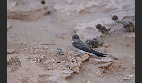 Braunkehluferschwalbe (Riparia paludicola)