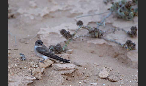 Braunkehluferschwalbe (Riparia paludicola)