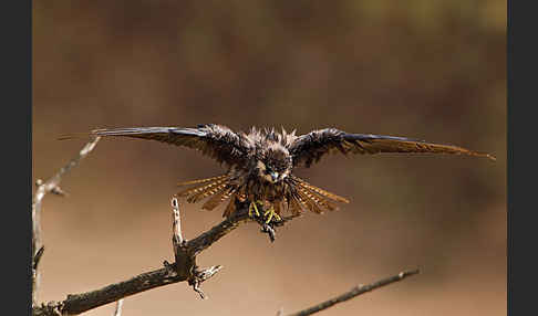 Eleonorenfalke (Falco eleonorae)