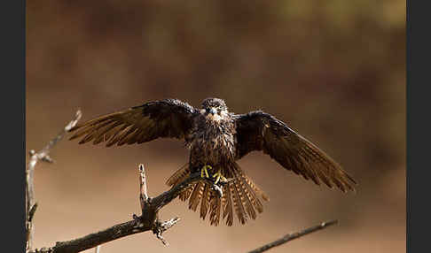 Eleonorenfalke (Falco eleonorae)