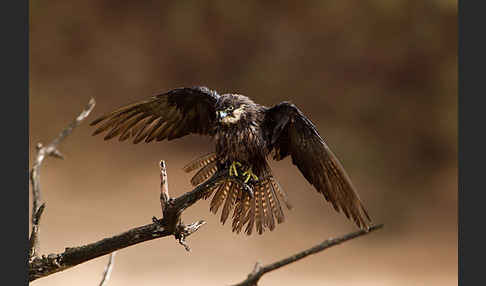 Eleonorenfalke (Falco eleonorae)