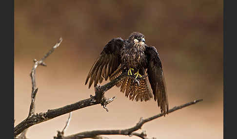 Eleonorenfalke (Falco eleonorae)