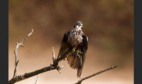 Eleonorenfalke (Falco eleonorae)