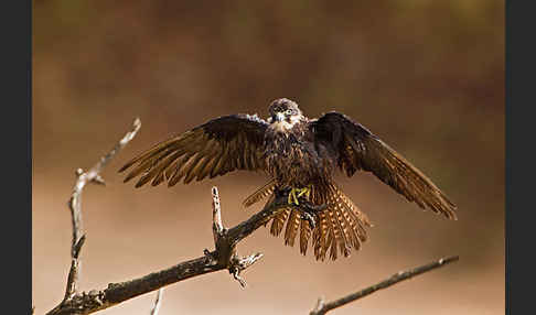 Eleonorenfalke (Falco eleonorae)