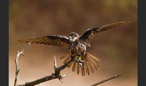 Eleonorenfalke (Falco eleonorae)