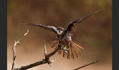 Eleonorenfalke (Falco eleonorae)