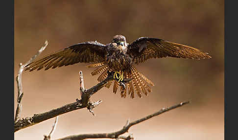 Eleonorenfalke (Falco eleonorae)