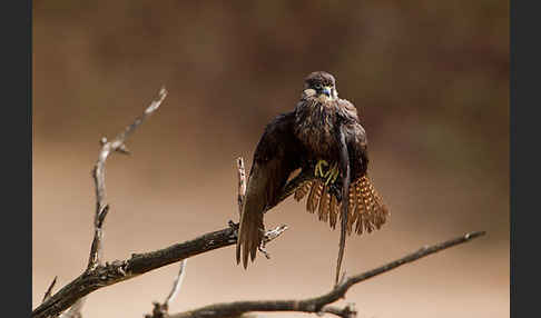 Eleonorenfalke (Falco eleonorae)