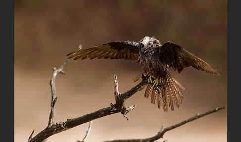 Eleonorenfalke (Falco eleonorae)