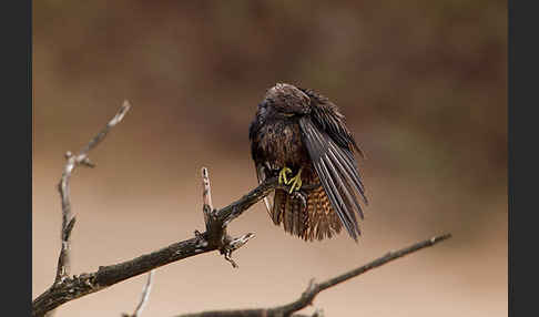 Eleonorenfalke (Falco eleonorae)