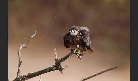 Eleonorenfalke (Falco eleonorae)