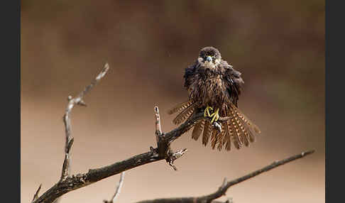 Eleonorenfalke (Falco eleonorae)