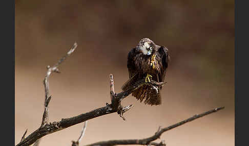 Eleonorenfalke (Falco eleonorae)