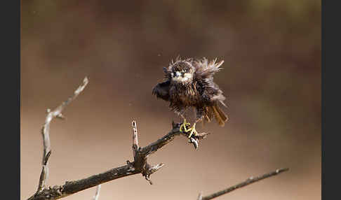 Eleonorenfalke (Falco eleonorae)