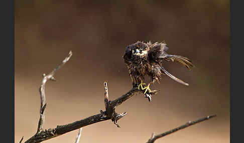 Eleonorenfalke (Falco eleonorae)