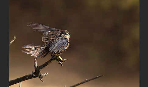 Eleonorenfalke (Falco eleonorae)