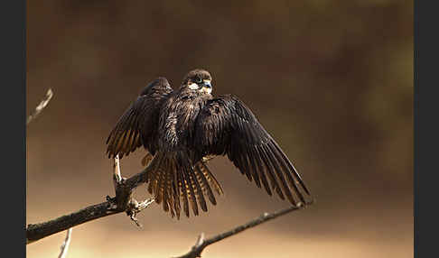 Eleonorenfalke (Falco eleonorae)