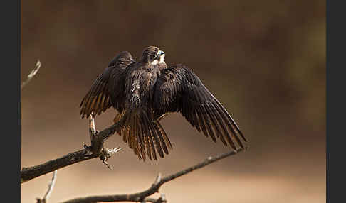 Eleonorenfalke (Falco eleonorae)