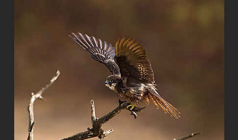 Eleonorenfalke (Falco eleonorae)