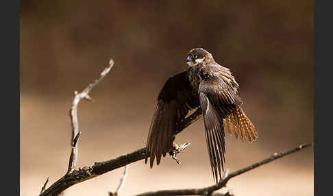 Eleonorenfalke (Falco eleonorae)