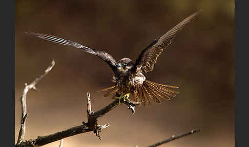 Eleonorenfalke (Falco eleonorae)