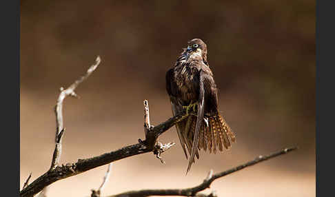 Eleonorenfalke (Falco eleonorae)