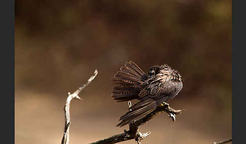 Eleonorenfalke (Falco eleonorae)