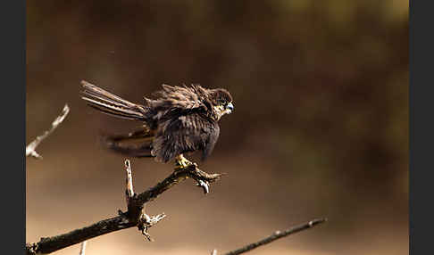 Eleonorenfalke (Falco eleonorae)