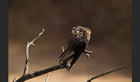 Eleonorenfalke (Falco eleonorae)