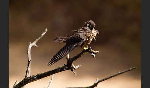 Eleonorenfalke (Falco eleonorae)