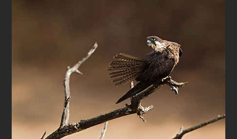 Eleonorenfalke (Falco eleonorae)