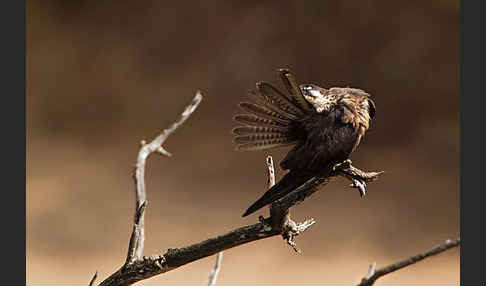 Eleonorenfalke (Falco eleonorae)