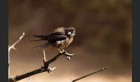 Eleonorenfalke (Falco eleonorae)