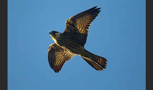 Eleonorenfalke (Falco eleonorae)