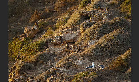 Eleonorenfalke (Falco eleonorae)