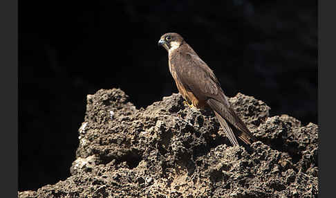 Eleonorenfalke (Falco eleonorae)